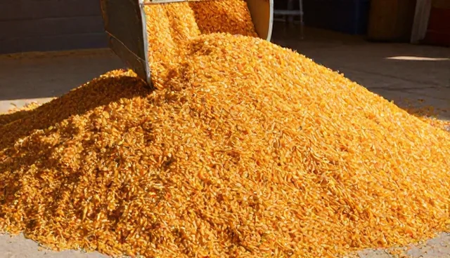 如何降低玉米饲料成本？优化生产效益是关键